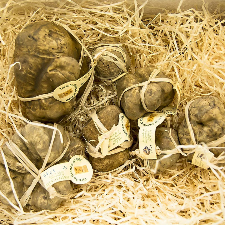 Weißer Trüffel - tuber magnatum pico, Alba Zertifikat, einzeln verpackt, je 1 Gramm